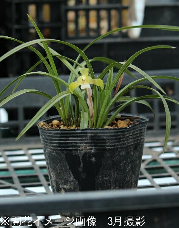 楽天市場】シュンラン 9〜10.5cmポット苗数量割引あり/山野草/耐寒性