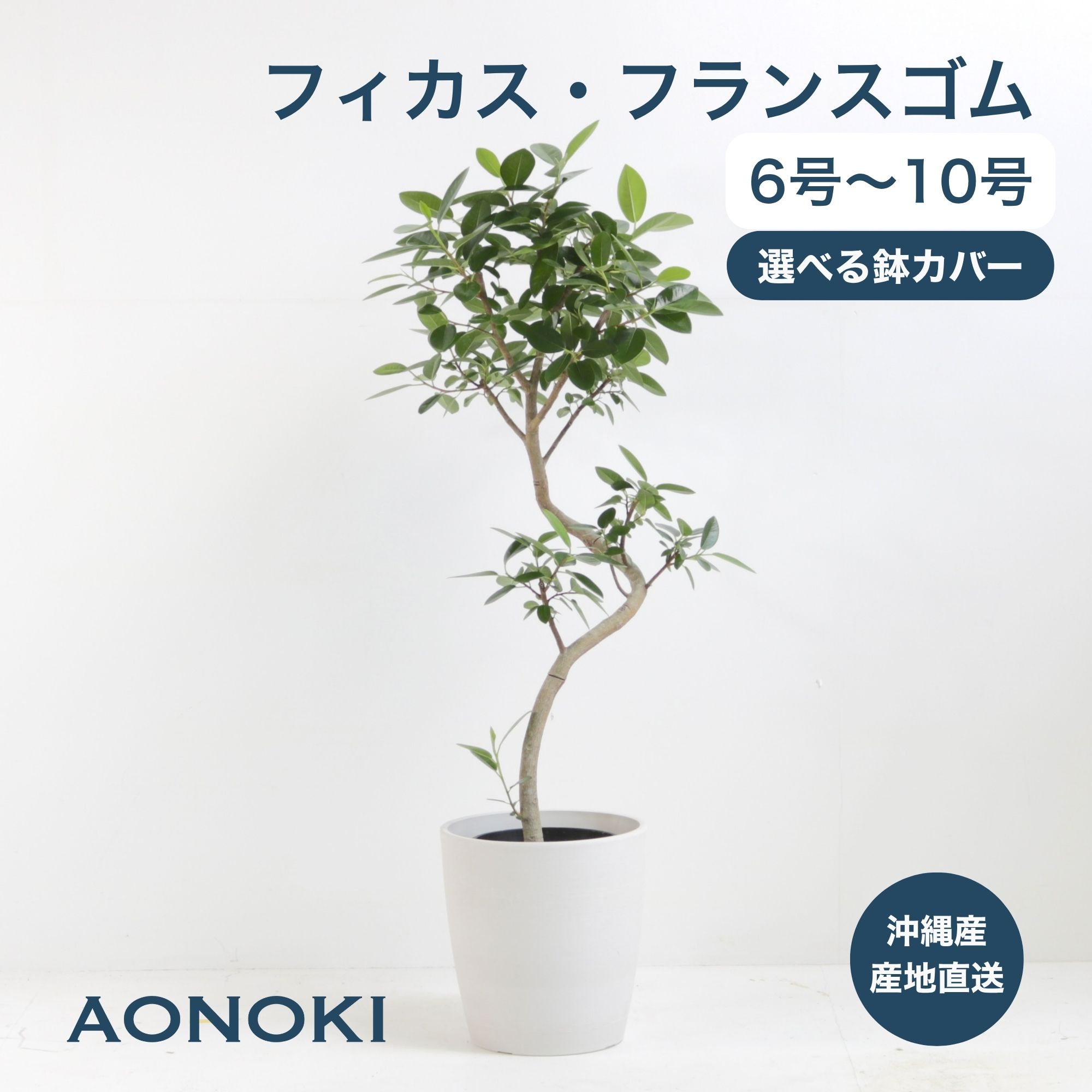 ＼尖んがり5倍／AONOKI フランス共和国天然ゴム 曲がり 観葉草木 沖縄産 生み出すこと者直送 福樹園 大型 中型 小型 フィカス 本物 あおのき 10号 8号 6号 花・観葉植物-花・ガーデン・DIY-観葉植物