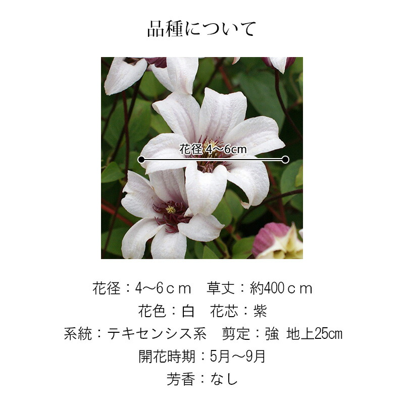 楽天市場 クレマチス 苗 大鉢 プリンセス ケイト B 青山ガーデン