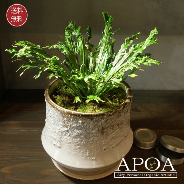 現品　蘇轍　ソテツ　ディオーン　スピヌロッサム　レア　メキシコソテツ　インテリア 現品 蘇轍 ソテツ ディオーン スピヌロッサム レア メキシコ