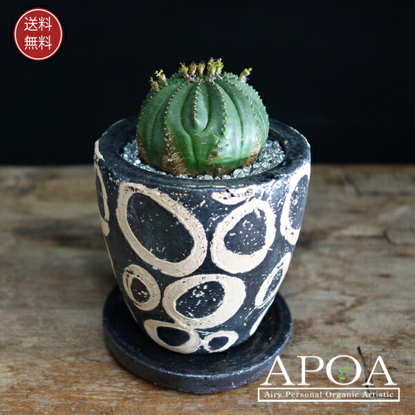 楽天市場】多肉植物 クジャクサボテン PEAX-41 4号鉢 孔雀サボテン