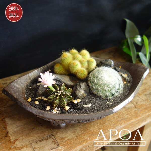 楽天市場】サボテン サファリ ジオラマ2 アニマル おしゃれ 寄せ植え