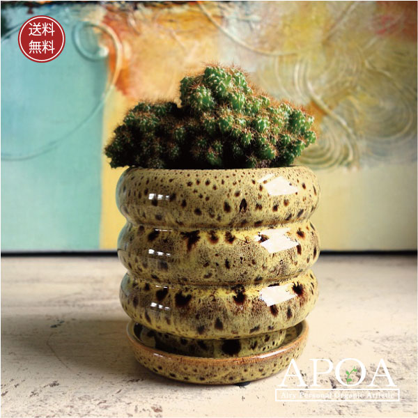 楽天市場】【お買い得】サボテンの骨 3個セット【カクタススケルトン