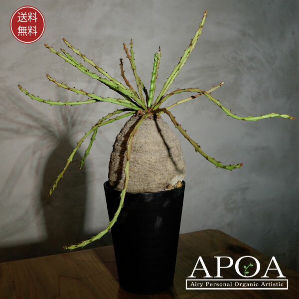 楽天市場】多肉植物：ユーフォルビア ヘディオトイデス*幅15cm