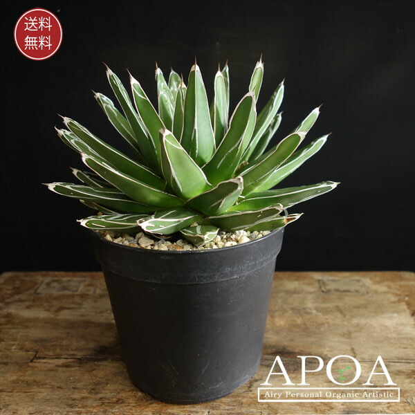 楽天市場】多肉植物 アガベ サルミアナ Agave salmiana ssp