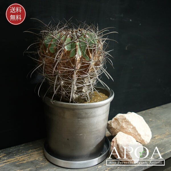 楽天市場】サボテン：フェロカクタス 旋風玉*幅21cm 現品