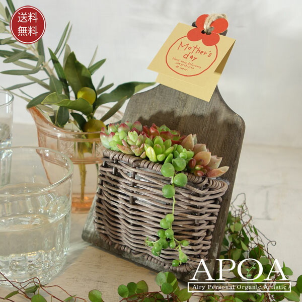 楽天市場】多肉植物 バスケット かわいい寄せ植え 人気 : APOA