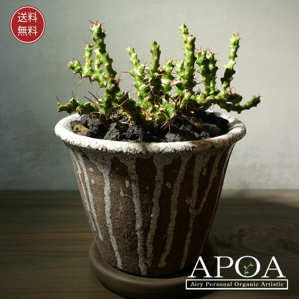 楽天市場】ユーフォルビア デシドゥア 多肉植物 おしゃれな寄せ植え : APOA