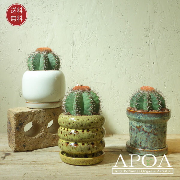 楽天市場】デンマークカクタス シャコバサボテン 5号サイズ鉢植え