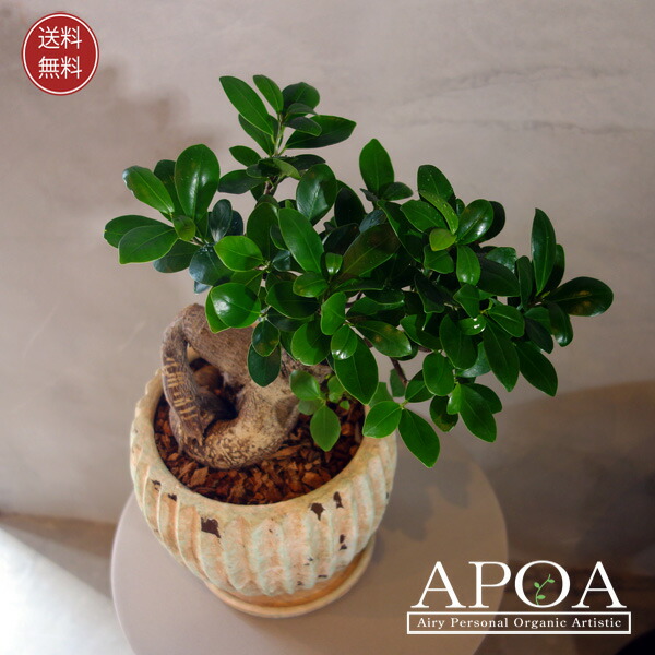 ユーフォルビア 峨眉山 鉢ごと　群生　ガビザン ユーフォルビア 峨眉山 鉢ごと 群生 ガビザン 楽天市場