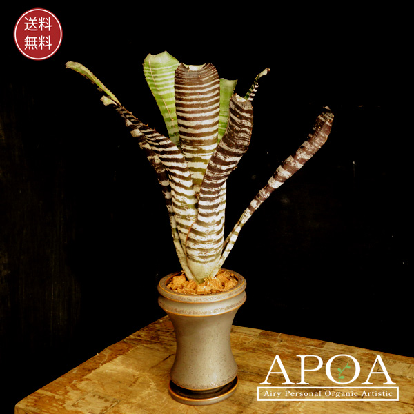 ブロメリア・エアープランツ Aechmea Haiku Frontier Plants