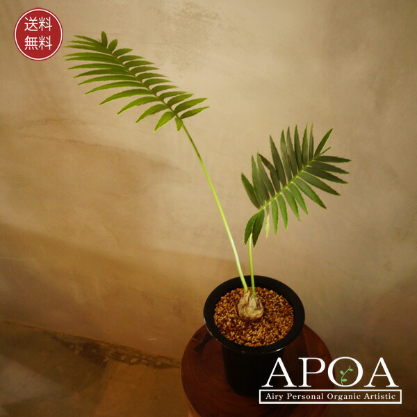 楽天市場】ディオーン エデュレ Dioon Edule 蘇轍 ソテツ