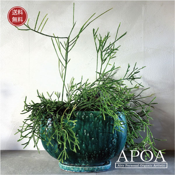 楽天市場】ディオーン スピヌロスム 観葉植物 おしゃれ ソテツ