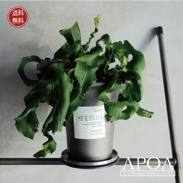 楽天市場】NEW!【現品・現物】エピフィルム・グアテマレンシス 7号吊鉢