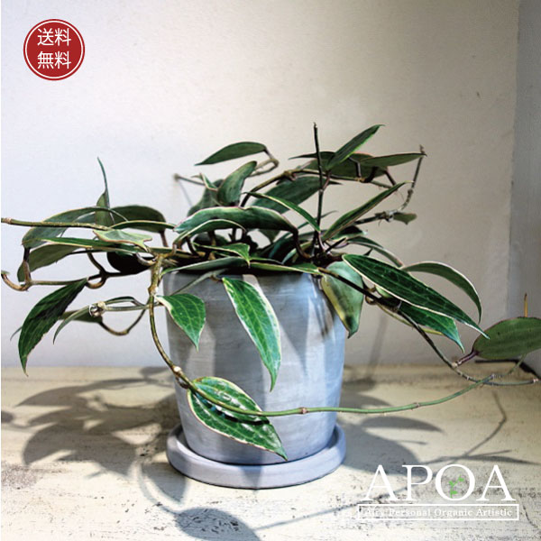 現品　蘇轍　ソテツ　ディオーン　スピヌロッサム　レア　メキシコソテツ　インテリア 現品 蘇轍 ソテツ ディオーン スピヌロッサム レア メキシコ