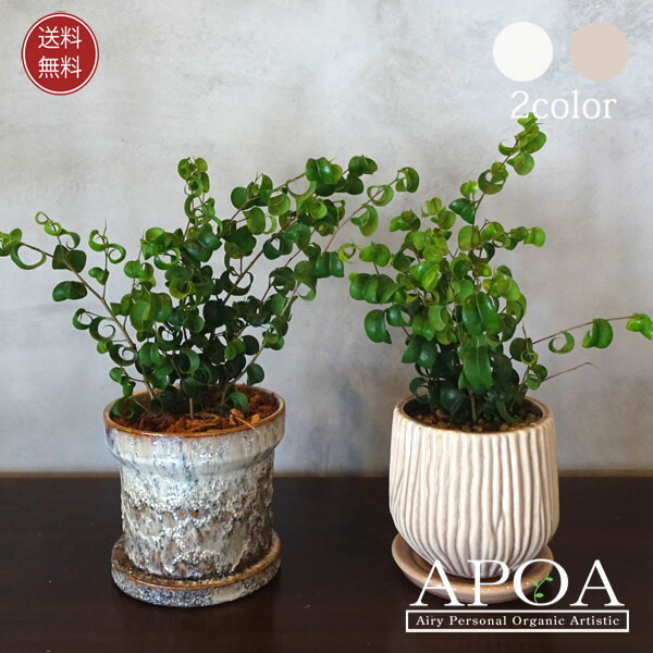 楽天市場】ディオーン スピヌロスム 観葉植物 おしゃれ ソテツ