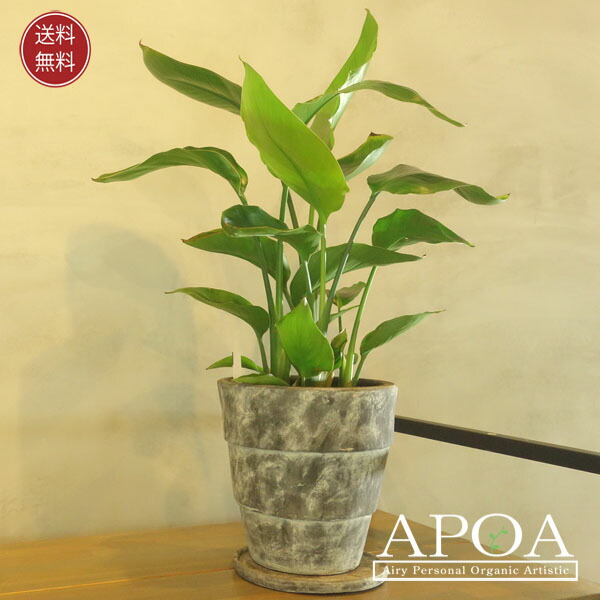 ストレリチア 鉢植え ２ 観葉植物 おしゃれ アロイド