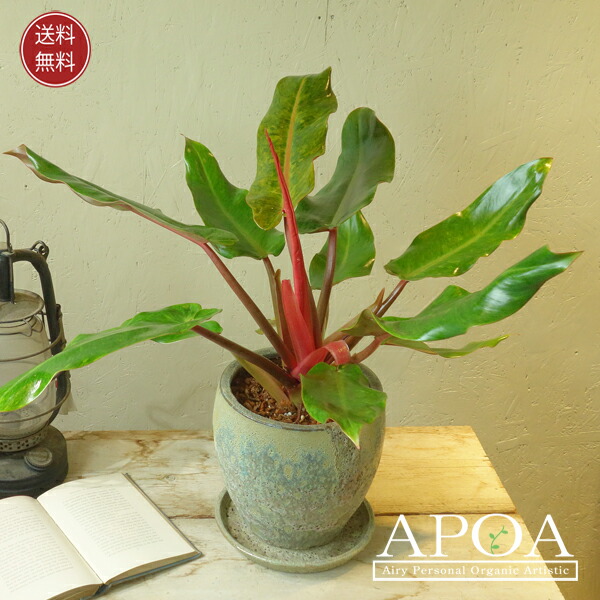 楽天市場】観葉植物 フィロデンドロン ワルセビッチ 7.5cmポット 観葉