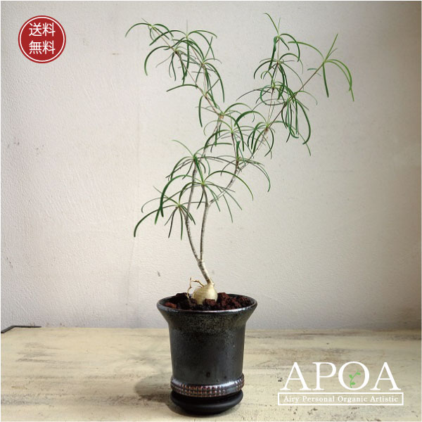 楽天市場】ユーフォルビア デシドゥア 多肉植物 おしゃれな寄せ植え : APOA