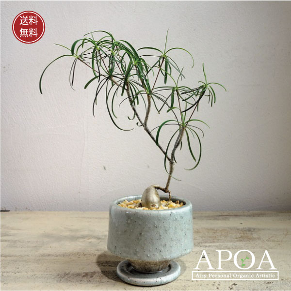 ユーフォルビア・ヘディオトイデス 希少 おしゃれな観葉植物 和モダン ジャパンディ 人気