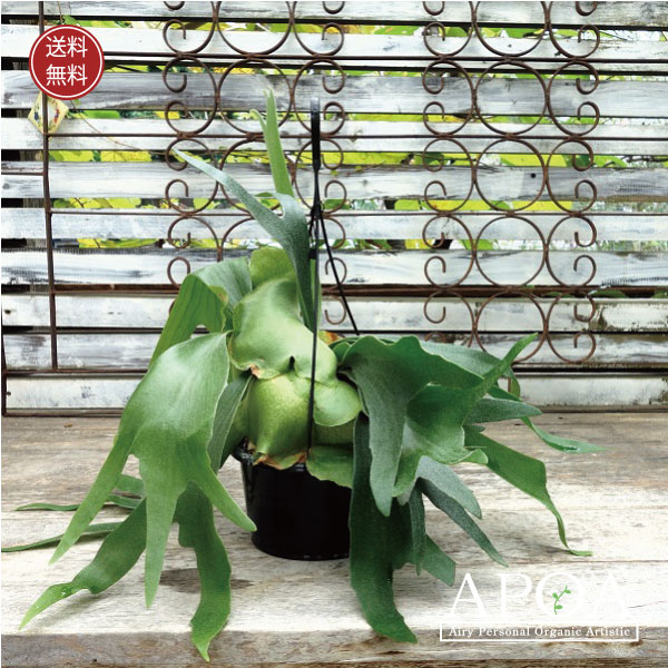 楽天市場】苔玉のコウモリラン（ビカクシダ・鹿角シダ・ビフルカツム