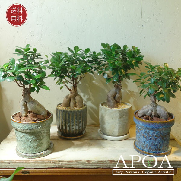 ガジュマル 鉢植え 観葉植物 おしゃれ かわいい