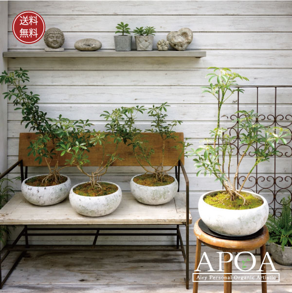 シェフレラ ムーンドロップ 根上がり 盆栽仕立て 観葉植物 おしゃれ かっこいい鉢植え |APOA