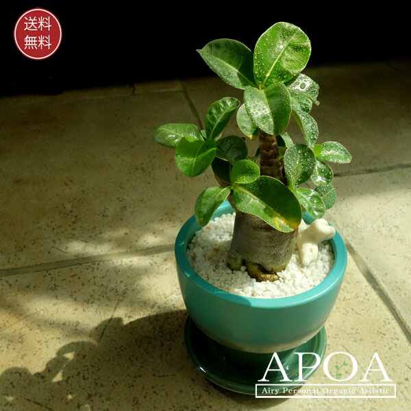 楽天市場】多肉植物 caアデニウム ソマレンセ 多肉植物