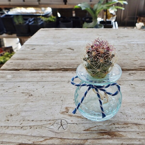 サボテンクラゲ1個 クラックサボテンとバリガラスお部屋で簡単人気の水耕栽培 Educaps Com Br
