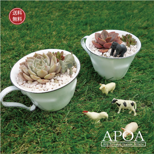 英国花市場コンポート、多肉植物ケース 英国花市場コンポート、多肉植物ケース 英国花市場コンポート