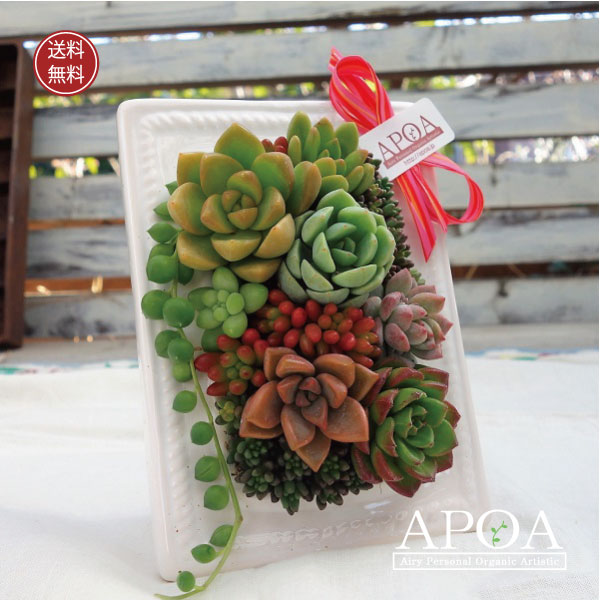 ★多肉植物　寄せ植え〜手作り木製プランターお家寄せ〜★ ☆多肉植物 寄せ植え〜手作り木製プランターお家寄せ〜☆ - メルカリ