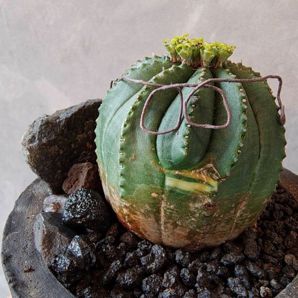 ゆ ユーフォルビア シンメトリカ Euphorbia 美株 レア 現品お届け】ユーフォルビア シンメトリカ Euphorbia Symmetrica