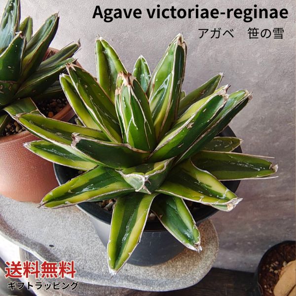 楽天市場】アガベ・笹の雪 （濃黄覆輪）「多肉植物」 Agave victoriae