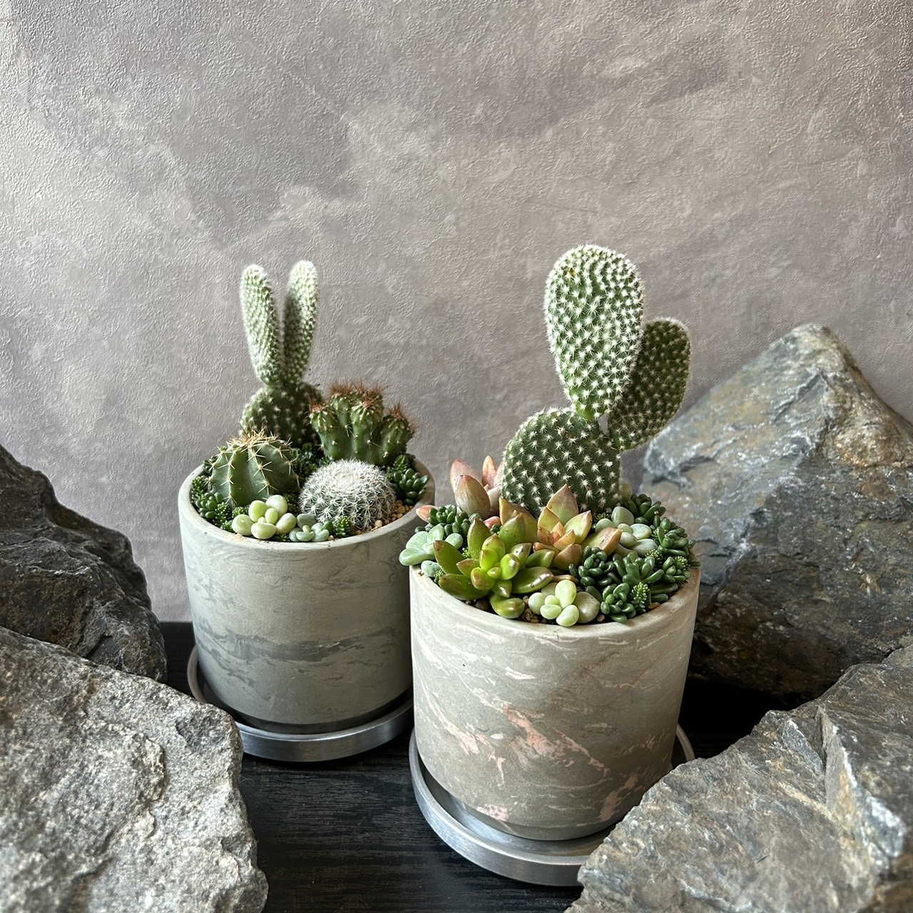 楽天市場】【多肉植物】 マーガレットレッピン 観葉植物 ギフト 希少