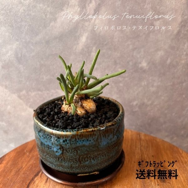 【フィロボロス・テヌイフロルス 】塊根植物 多肉植物 塊根 ギフト 植物 母の日 父の日 誕生日 プレゼント プチギフト 贈り物 ギフト植物