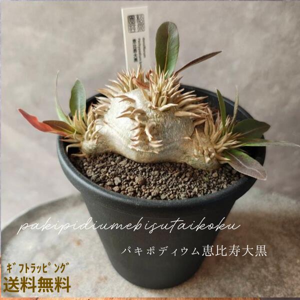 【 パキポディウム 苗】恵比寿大黒 多肉植物 塊根草木 コーデックス  収集家向け 不死化日 母の日 父の日 生まれ落ちる日 差し上げ物 差し上げ物草木