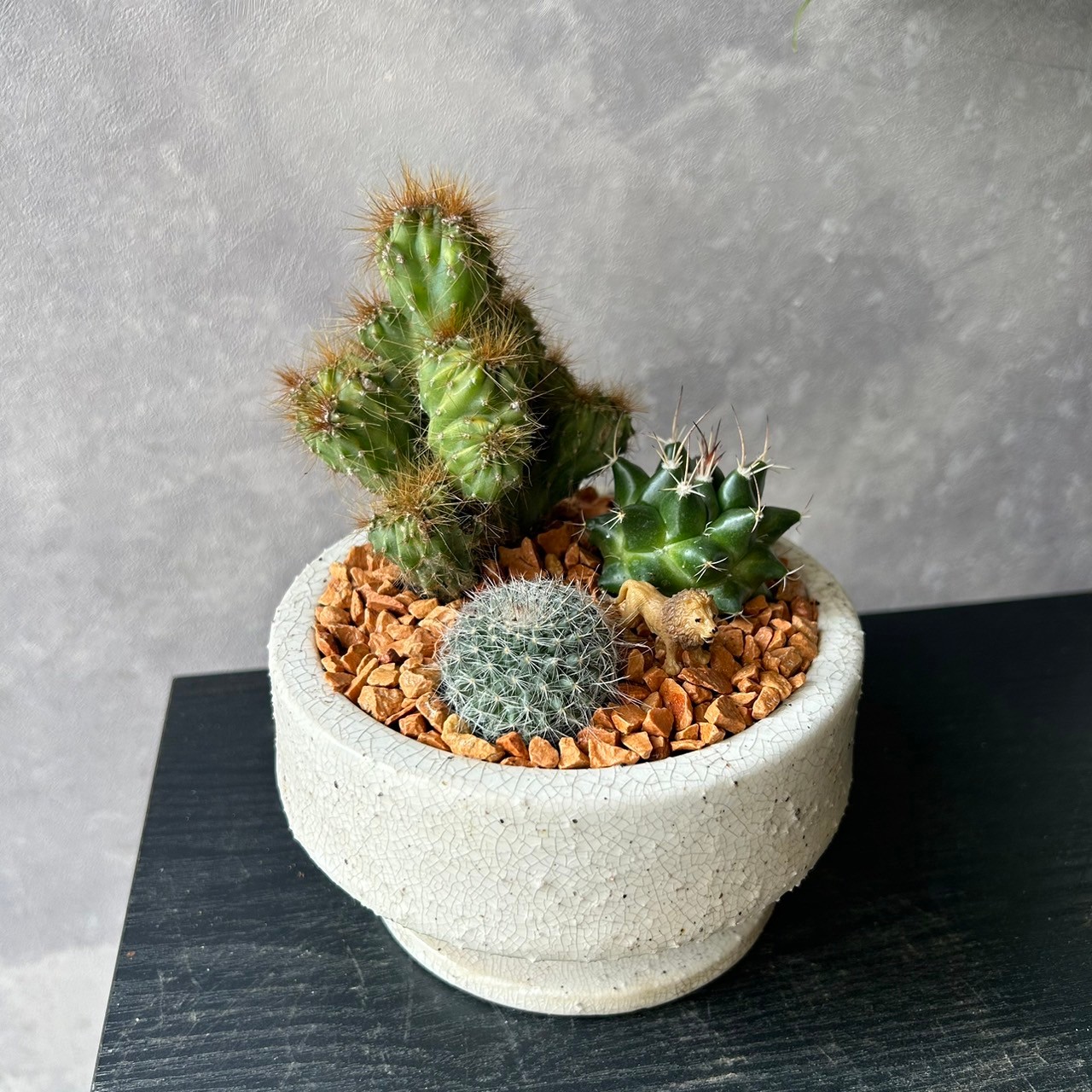 楽天市場】【サボテン 4種類 寄せ植え/ガラスキュービックL