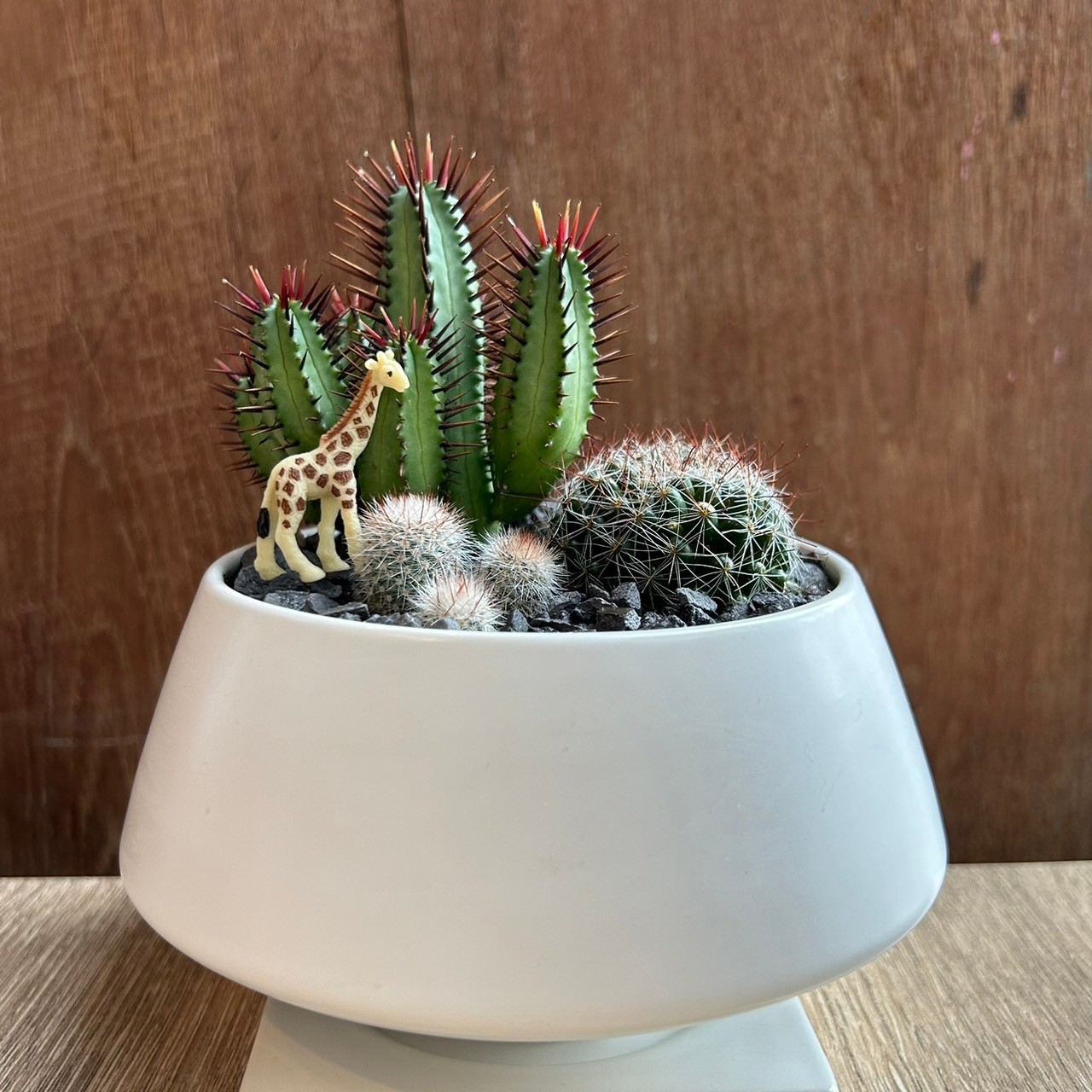 サボテンのサー太郎さま専用 楽天市場】【サボテン・多肉植物 3種類 寄せ植え/リトルディープ