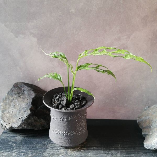 大株　希少種　ユーフォルビア　ヘディオトイデス　鉢のまま発送　コーデックス 塊根 大株 希少種 ユーフォルビア ヘディオトイデス 鉢のまま発送