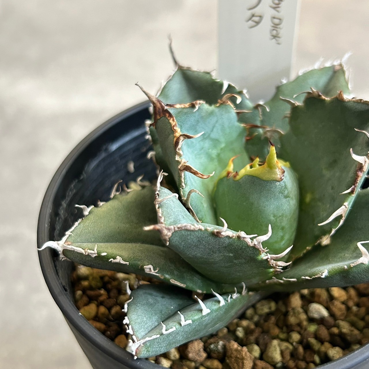 【訳あり】アガベ　チタノタ　白鯨　中株 アガベ チタノタ 白鯨 中株 | Agave Rocon