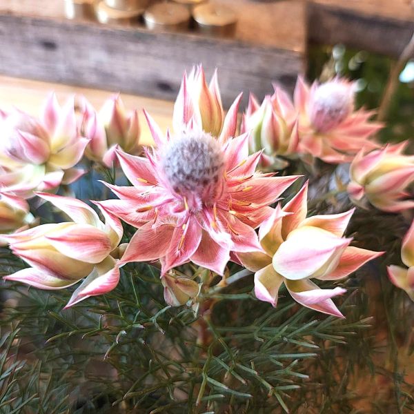 楽天市場】セルリア プリティーインピンク5号サイズ 鉢植え/高さ50cm