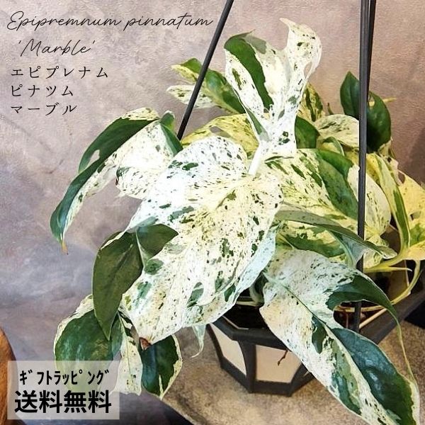 楽天市場】斑入り ハブカズラ エピプレムナム ピナツム マーブル 4号