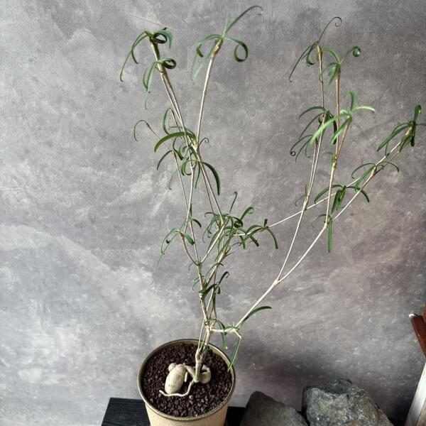 【１点もの　ユーフォルビア　ヘディオトイデス】Euphorbia hedyotoides　塊根植物　常緑低木　珍しい植物　希少品種　レトロ鉢　インテリア植物　ギフト 植物　贈り物 植物　初心者さんにオススメ