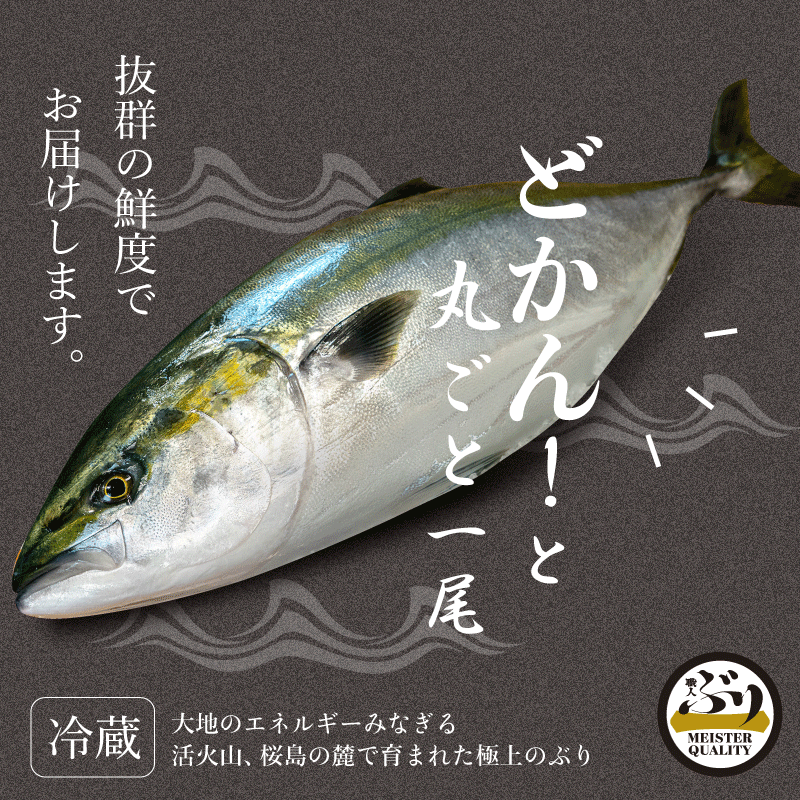 【楽天市場】【9月10日夜中まで★店内最大25%OFF】【冷蔵 ぶり ラウンド 約3.5kg】鮮度抜群 鹿児島産 冷蔵 鰤 丸ごと1尾(内臓処理なし) 刺身 さしみ ぶりしゃぶ ぶり料理に プレゼント ギフト 贈答用にも 寒ブリ buri 1 匹 1 本 ブリ:ぶり職人