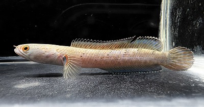 人気種！【スネークヘッドの仲間】 チャンナ・ビプリ 愛嬌があってとってもかわいい