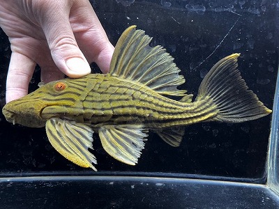 【プレコ・パナクエ系】 wild　オレンジロイヤルプレコ　トカンチンス　1番　 数量限定大特価 ≪熱帯魚 観賞魚 飼育 アクアリウム レア 珍種≫