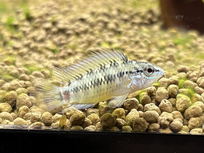 【シクリッド・アピストグラマ】特価Ａｐ.sp. グアビアーレ　ＷＩＬＤ　&ldquo;Rio Guaviare&rdquo;　　1Pr神戸店在庫｜AQUA-F