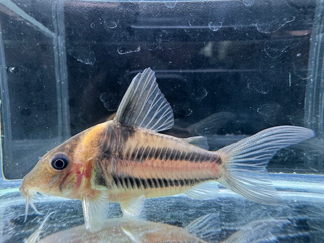 【コリドラス・セミロングノーズ系】コリドラス　ビファシアータス　WILD個体特価≪熱帯魚 観賞魚 飼育≫｜AQUA-F