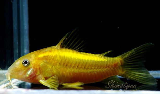 楽天市場 コリドラス イルミネータスゴールド ブリード 3匹 3cm程度 観賞魚 魚 アクアリウム 熱帯魚 ペット コリドラス 未来アクアリウム 楽天市場店 楽天市場 コリドラス イルミネータスゴールド ブリード 3匹 3cm程度 観賞魚 魚 アクアリウム 熱帯魚 ペット コリドラス 未来アクアリウム 楽天市場店