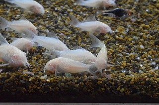 コリドラス アルビノアエネウス 5匹セットで Goodサイズブリード個体神戸店在庫